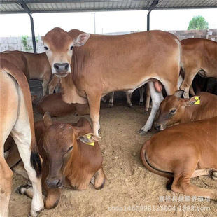 ���T����ţ�����Sţ������ţ�������Sţ ���ێ��������Sţĸţ