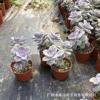 [Direct supply of the base] Zile multi -fleshy plant has no beheading head, long -headed multi -succulent seedling greenhouse wholesale