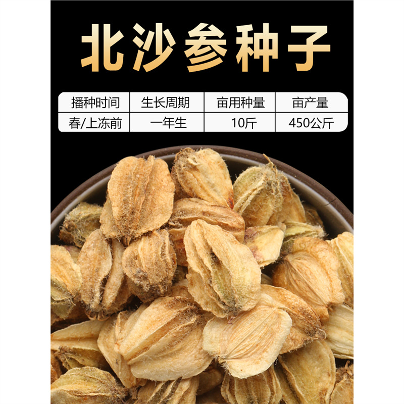 优质沙参种子南北沙参种籽散装新鲜可食用材当归党参黄芪种孑