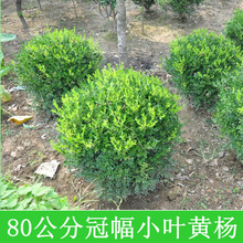 黄杨树苗独杆小叶瓜子黄杨球盆栽庭院地栽造型盆景树桩素材绿化苗
