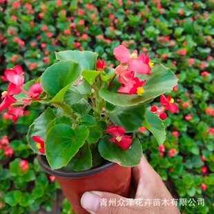 �ļ������ﺣ�ĳ��G�ݱ�����3-12�»��������衢��ֲ�ۺ��҃Ȳ���