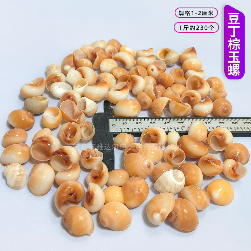 貝殻と法螺貝 1～2cmをポンド単位で販売、貝殻と砂を混ぜて手作りのDIYテーブルを製作、ドリフトボトルを製作|undefined