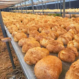 其他干货;银耳;猴头菇