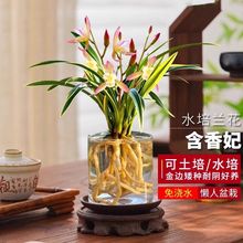 水培矮种金边鹤艺含香妃兰花建兰浓香型室内办公室绿植夏季开花厂