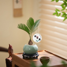 新中式铁树小盆栽好养耐活常青办公室室内桌面精致小绿植懒人植物