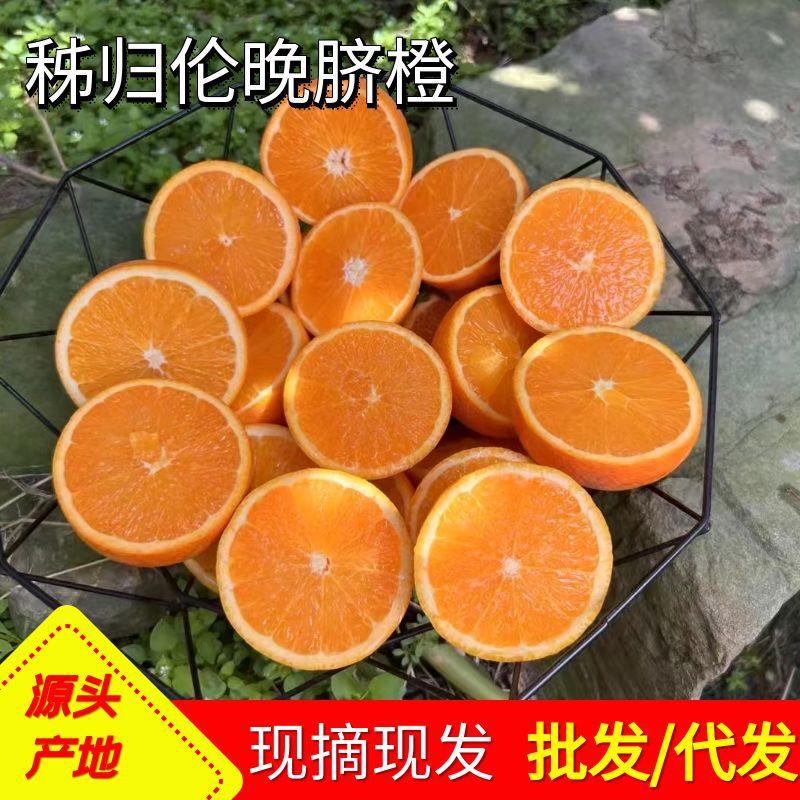 Commercial Juicer for Fruit Stalls, Fresh Seasonal Juicy and Sweet Fruits for Ziguilun Late Season Imperial Oranges Used in Milk Tea Shops