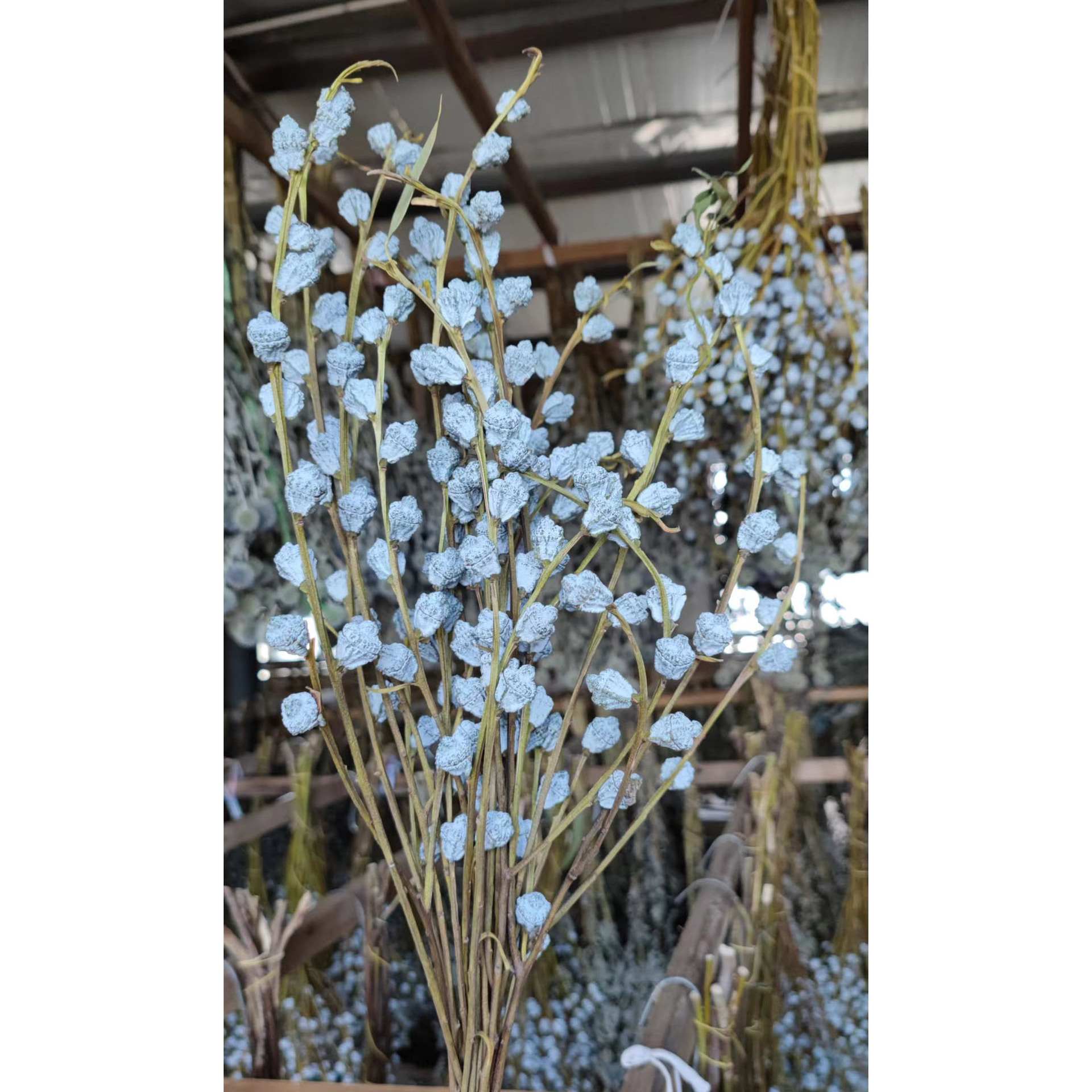 Flor seca Flor eterna Gypsophila Bola de oro No me olvides Flor seca Rosa hoja de eucalipto Pine Fruit Lover Grass al por mayor