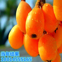 ���l���˘�������С�������ļ�����Y���ϱ����Nֲ��ɳ�����ǰ�ɳ