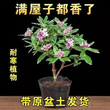 金边瑞香秋冬季花卉盆招财栽耐寒盆景绿植盆栽室内年宵浓香型