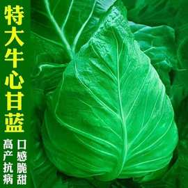 牛心甘蓝菜种籽蔬菜种子夏季播耐热农家菜籽卷芯菜包菜种子