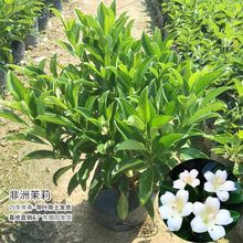 �������������҃ȃ����՚�����ȩ�辰�Gֲֲ���ļ����Gԭ���l؛