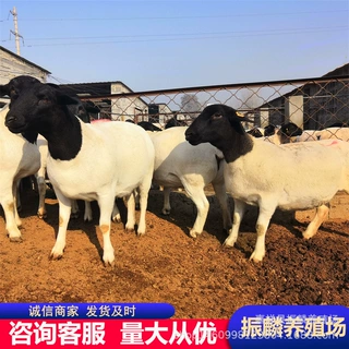 内蒙古自治哪里有杜泊绵羊出售 改良波尔山羊多少一只