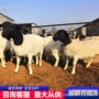 内蒙古多少改良杜泊绵羊