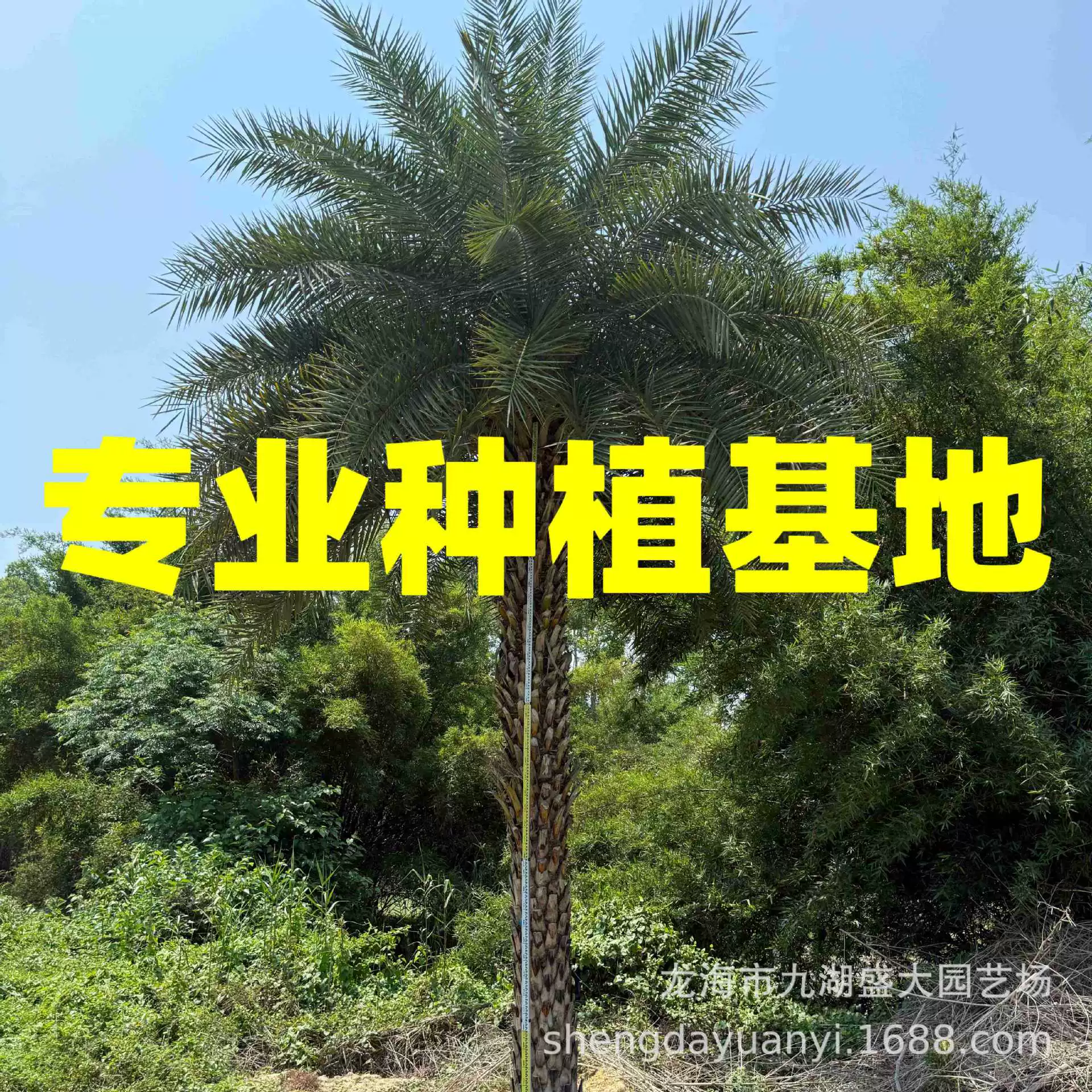 Оптовая продажа морских фиников из Чжэцзяна, Хунань, поставки серебряных морских фиников, серебряные морские финики 1- 10m цены на деревья морских фиников на Ближнем Востоке