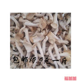 古田特产 平菇干货500g干真姬菇煲汤凤尾食用菌秀珍菇