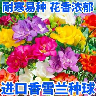 ��ѩ�m�N��С�n�m�ļ�����������׷N�������ԷN�ӝ����^���Gֲ��