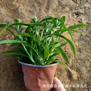 Perennial American Dianthus Hybrid Dianthus Wholesale Four Seasons Cold Resistant Perennial Park Flower Pond American Dianthus Landscaping