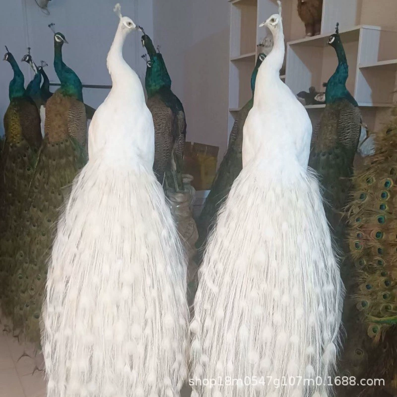 Чистый натуральный экземпляр павлина ремесло украшение перьев изысканные офисные домашние украшения имитация украшения дома