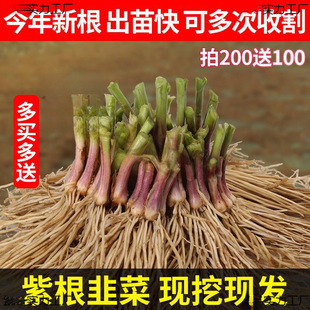 Сֲ��N�����r�²˸�50�w���~�²˸���ʳ���¿�²����Ͼ²˸�