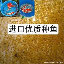 锦鲤水花鱼苗纯种日本红白昭和大正三色绯写观赏鱼淡水锦鲤小金鱼