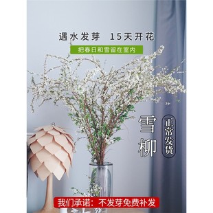 ѩ���r֦ˮ���֦֧�������Gֲ���҃��r��ˮ�B�_�����������Բ廨