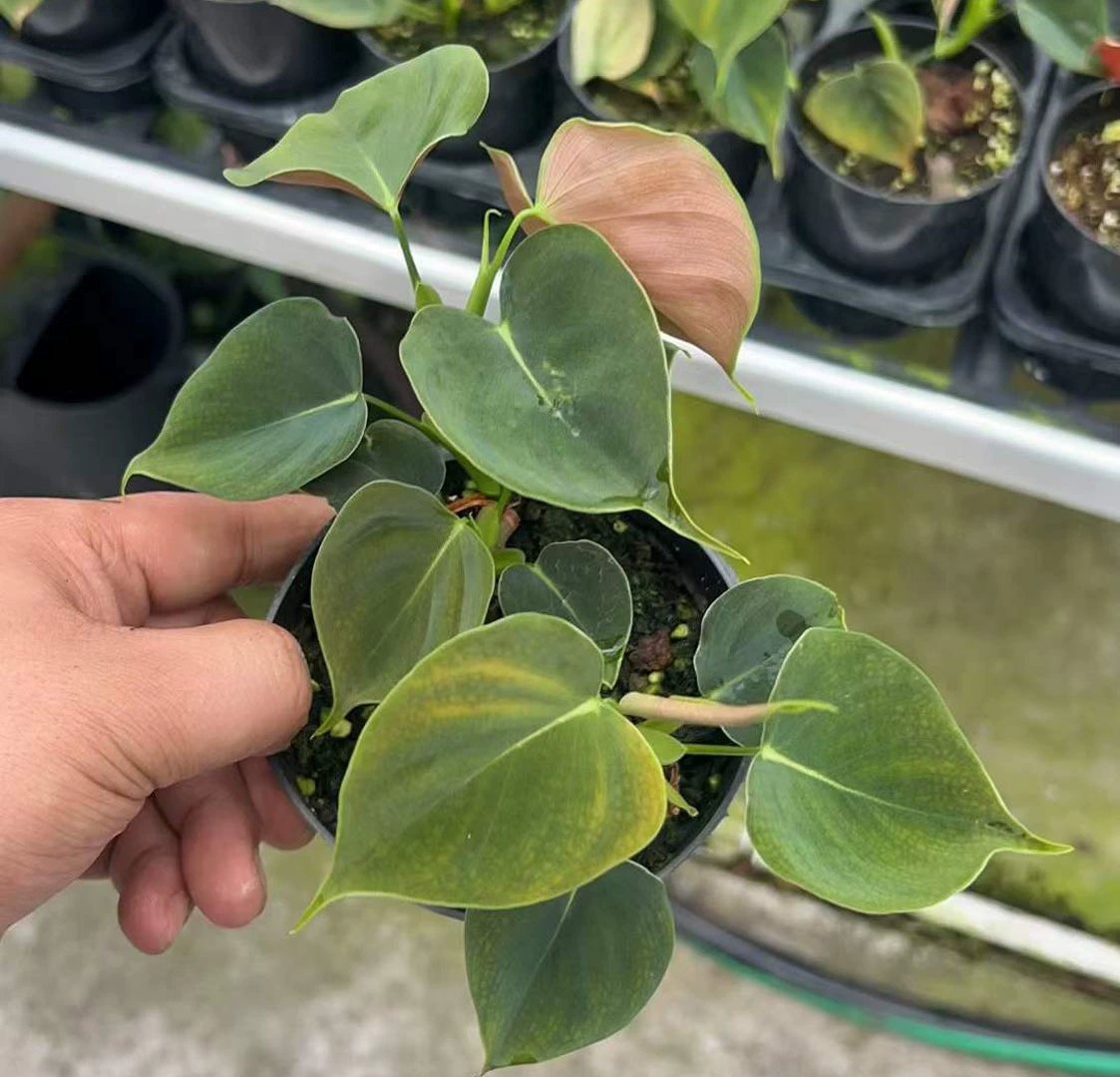 [Базовые прямые поставки] View Leaf Маленькие цветы в горшке Домашние цветы Зеленые растения 120 двойных бусин Листья в форме сердца Зеленый бархат