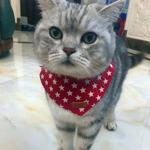 Cat bib, cat bib, cat accessories, dog bib, bib, pet triangle scarf, bib scarf