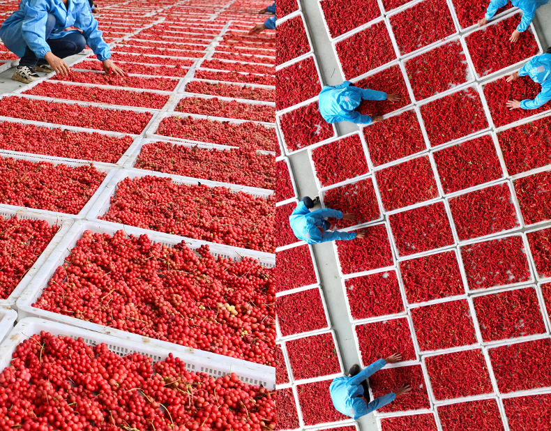 Dried Schisandra Berry Wu Wei Zi 500g Changbai Mountain Herbal Fruit for Tea and Wine Soaking quality and texture