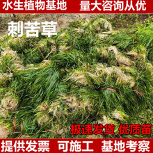 �̿�ݸ߿��ˮ��ֲ�ﰫ����ݷN���ܴ̿�����ˮֲ���ݷNֲ