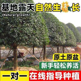 �𻨘���ͥԺ���Խ�𵤹�ԭ���������ֲ����㻨���ļ�����