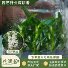 ��ʯ�� 3081 �����_ƿ���׳ɻ�M��С�� �҃������Ի�������r��