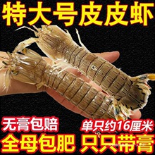 ƤƤ�r�r�������r���r���l���r����ȫĸ�ش�ƤƤ�r���rһ��������