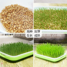 С���N�Ӯ����·N�� ����o���ЙCС���N��ե֭��ե֭�����N��