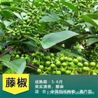 Оптовая продажа Zanthoxylum bungeanum саженец Dahongpao Zanthoxylum bungeanum саженец зеленого перца саженец Сычуань перец конопли без шипа Dahongpao Zanthoxylum bungeanum саженец Горшечное растение