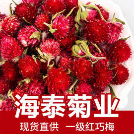 海泰散装批发红巧梅 红巧梅妃子红无沫红巧梅装饰品 厂家量大从优