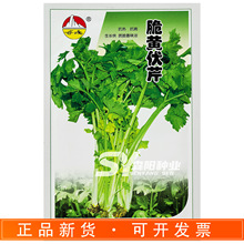 脆黄伏芹菜种子早熟速生 脆嫩 香味浓心叶与叶柄呈浅黄绿色小芹菜