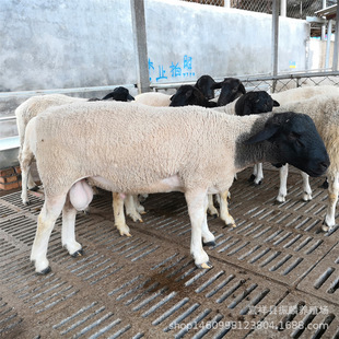 �r��ɢ�B����Ų��d��������ɽ��Сβ����Ȧ�BС�������Bֳ