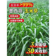 �M��ī�������ײݷN�у�12��~���ײ��i��ţ�~���Bֳ���Ѹ߮a����