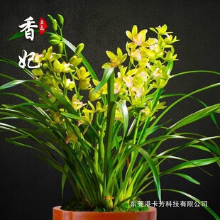 ���m�ļ��m�_���M���h�����B���҃ȾGֲ����