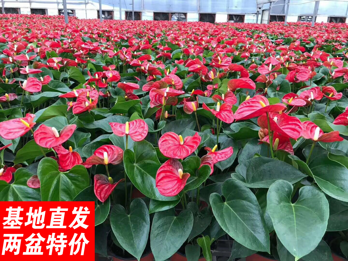 大型红掌盆栽粉掌一帆风顺好养植物四季开花火鹤大盆花卉绿植室内 种苗花卉网