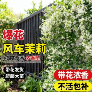 �L܇�����ٱ�ֲ������������ٴ���ͥԺ�̨�ͺ����B����ֲ��