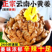 云南新小黄姜老姜生姜新鲜黄姜土姜现挖子姜嫩姜鲜姜嫩姜10斤包邮