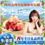 突尼斯新鲜软籽400g水果
