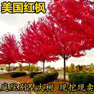 �t�������ձ��t���t�輧�Ї��t��ͥԺ�e����·�G�������t�ļ�����