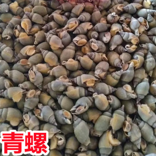 新鲜海鲜冷冻海青螺翡翠螺小海螺麻辣捞汁小海鲜原料批发供应全国-阿里巴巴