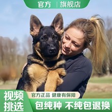 纯种德国牧羊犬幼犬活体德牧工作犬护卫犬弓背平背德牧宠物犬出售