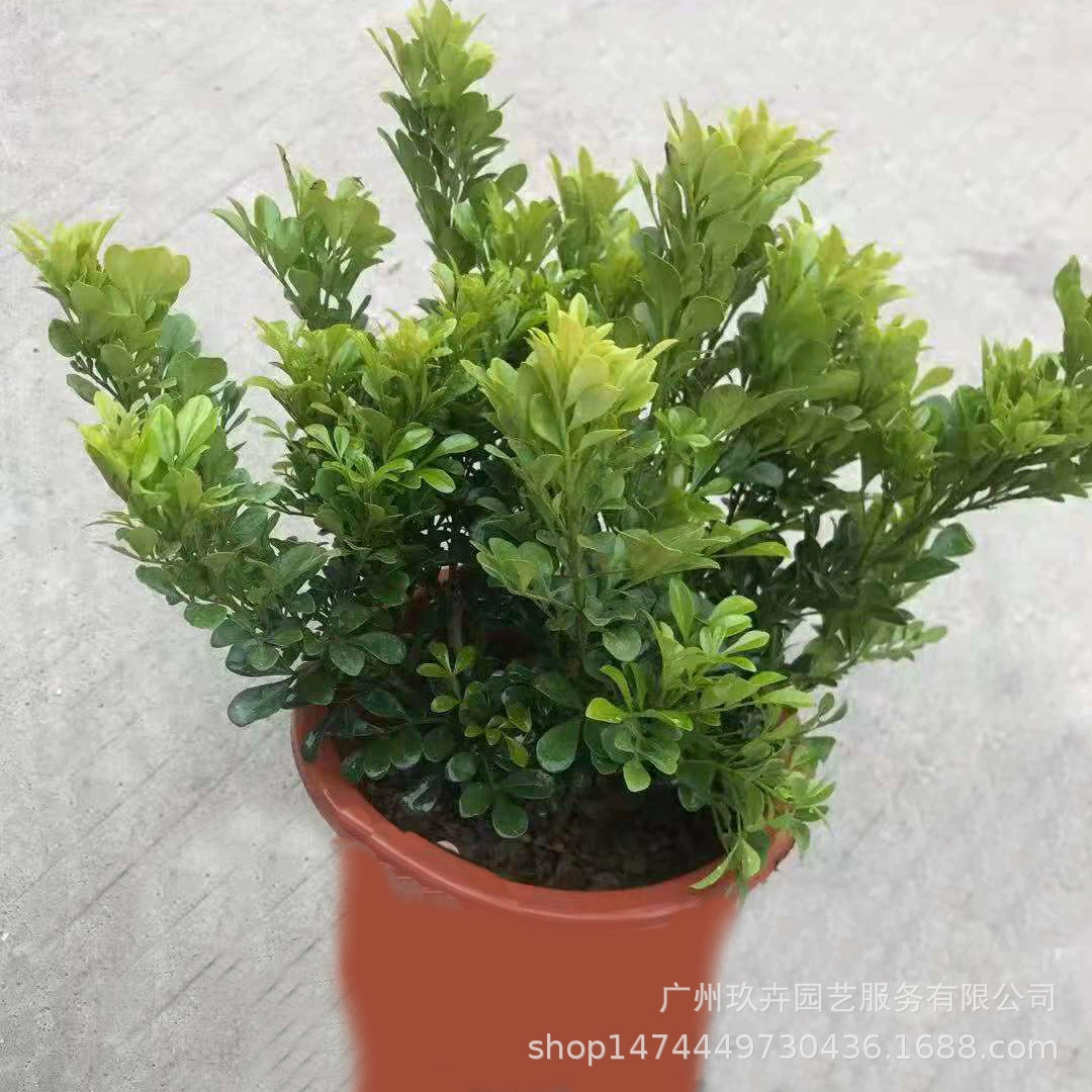 Милан Цветы и листва Растения Пейзаж Дерево Гостиная Двор Парк Листья и зеленые растения