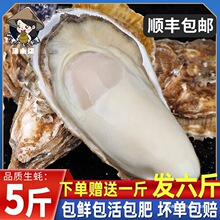 特大生蚝鲜活5斤商用顺丰乳山带箱5牡蛎海鲜水产新鲜整箱海蛎子