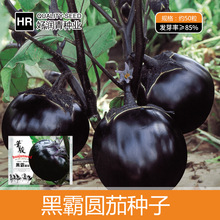 黑霸圆茄种子二苠茄黑色圆茄子种籽紫黑色快圆茄春季黑又亮菜籽种