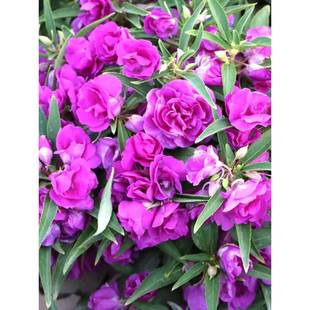 ��ɫ�ذ��P�ɻ��N����һ���ļ����_��ָ�׻����������̨ͥԺ����